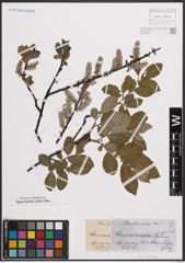 Foto von Salix cinerea L. x Salix nigricans Sm.